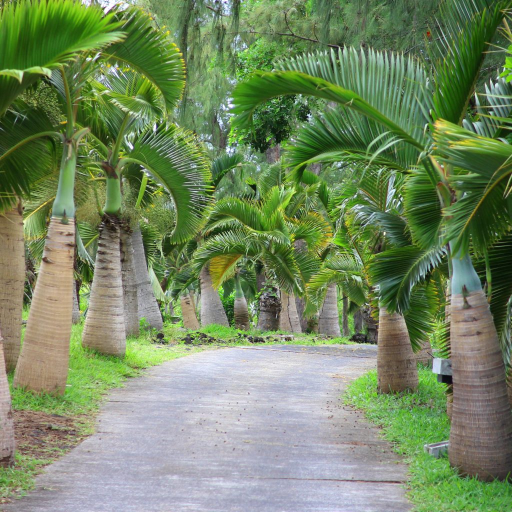 Retreat Mauritius - En tropisk ö